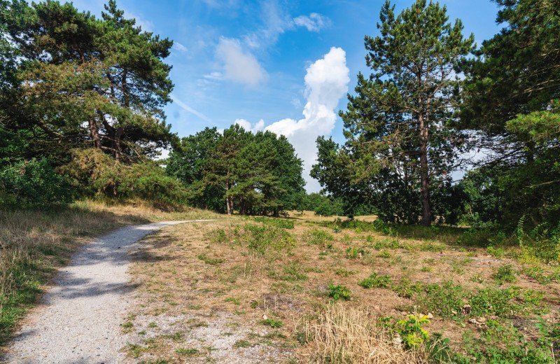 Naturschutzgebiet Kooibosch & Luttickduin